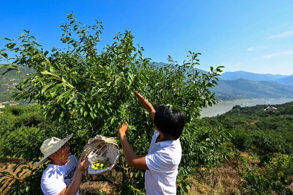 图集|果园直达云端 无人机助力巫山脆李丰收季