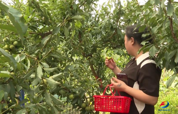 “甜蜜”扎堆，丰都多地水果纷纷成熟！