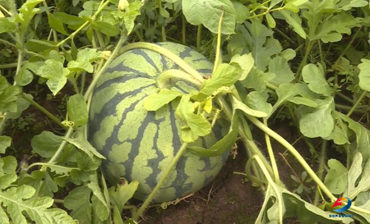 “甜蜜”扎堆，丰都多地水果纷纷成熟！