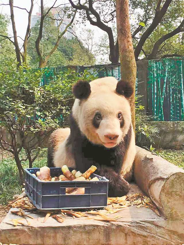 双城周刊 | 川渝两地跨越60余年的“熊猫情缘”