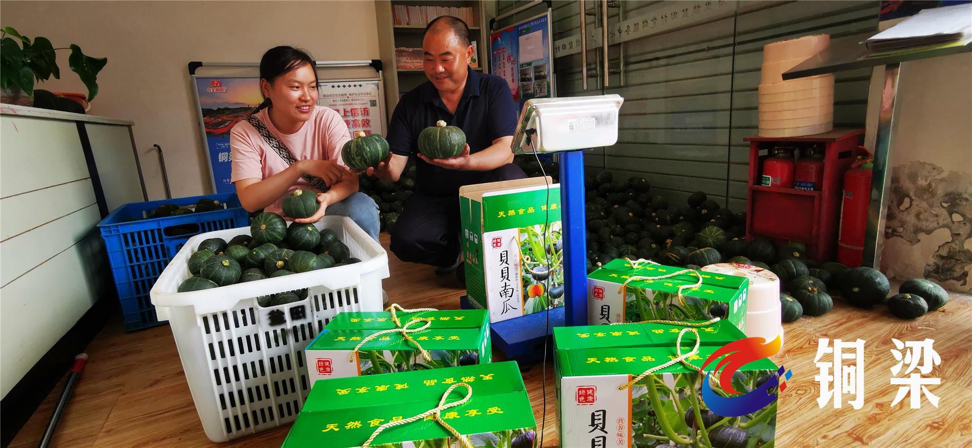 铜梁：棚架挂满贝贝瓜 集体村民双增收