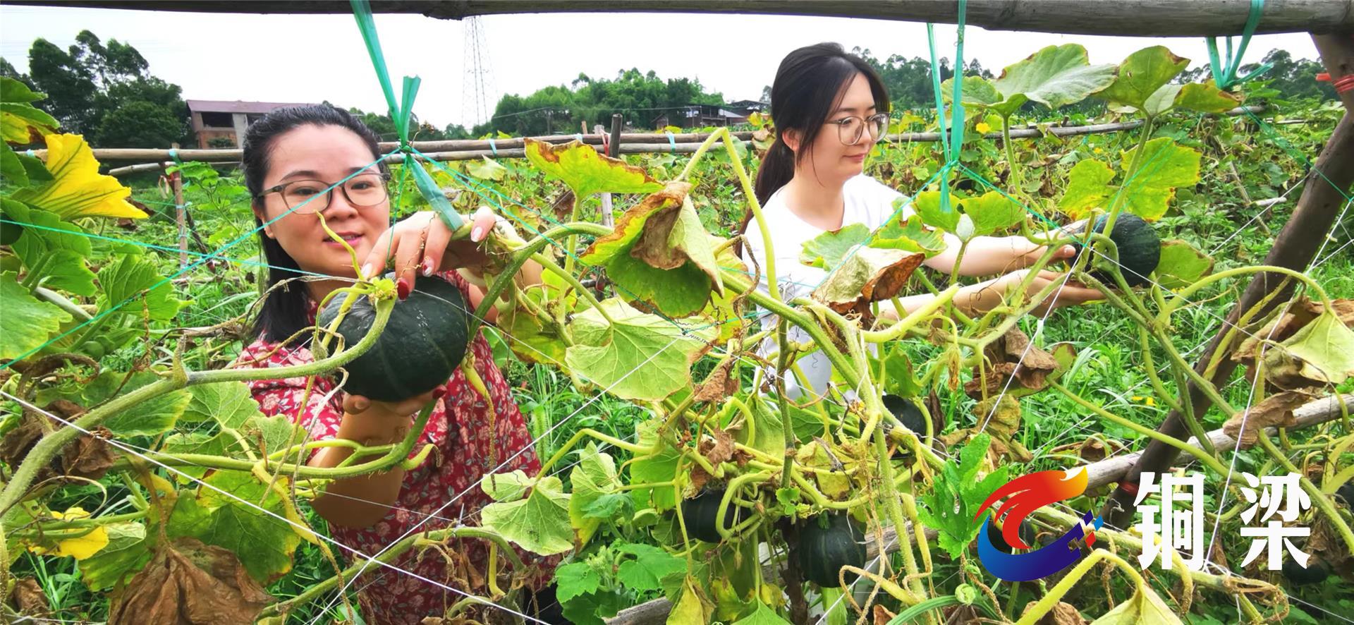 铜梁：棚架挂满贝贝瓜 集体村民双增收
