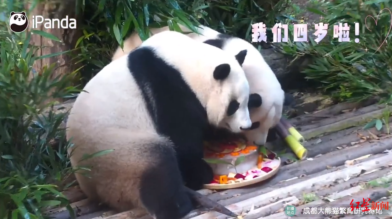 顶流“花花”姐妹4岁啦！粉丝通宵排队等待庆祝，有人下单“代排”