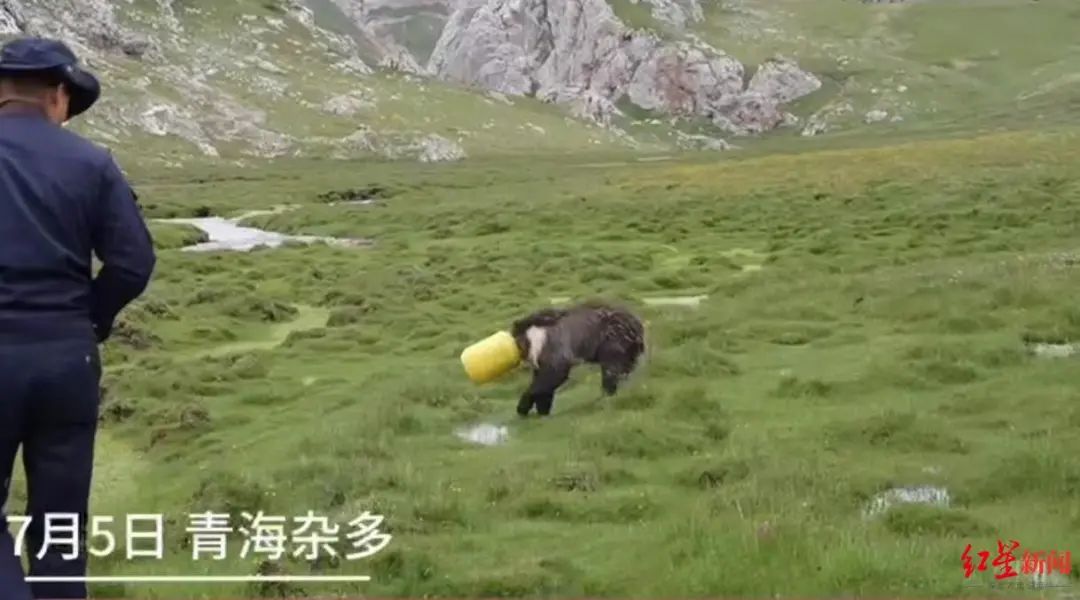 300斤棕熊偷吃粮食被卡塑料桶,警民联手营救,“人和熊都很紧张”