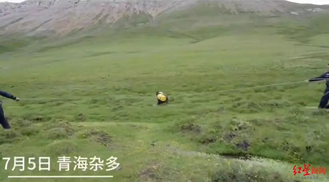 300斤棕熊偷吃粮食被卡塑料桶,警民联手营救,“人和熊都很紧张”