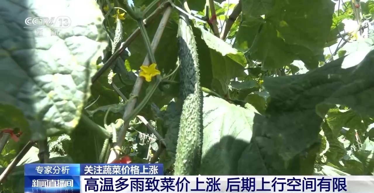 高温多雨致菜价上涨 各地多措保障蔬菜 “鲜”到餐桌