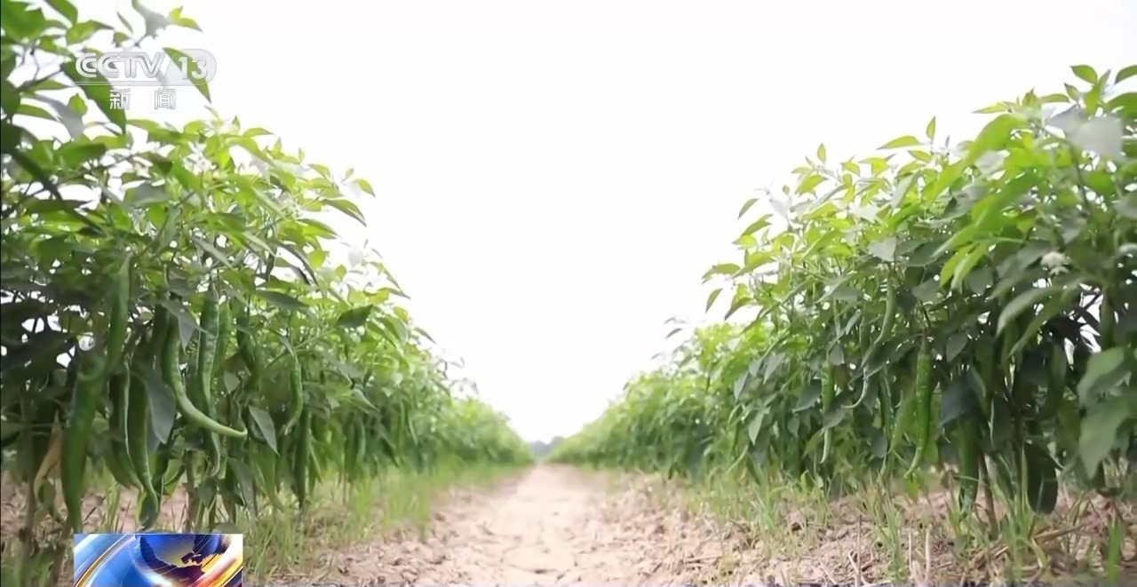 高温多雨致菜价上涨 各地多措保障蔬菜 “鲜”到餐桌