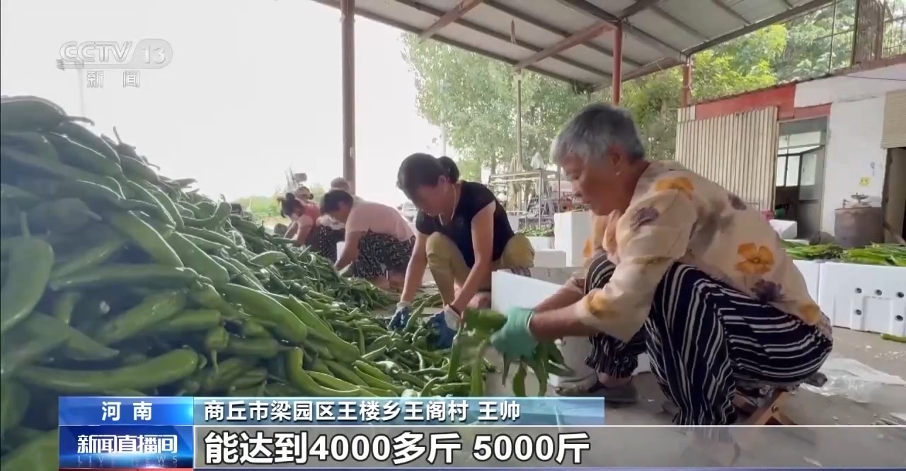 高温多雨致菜价上涨 各地多措保障蔬菜 “鲜”到餐桌