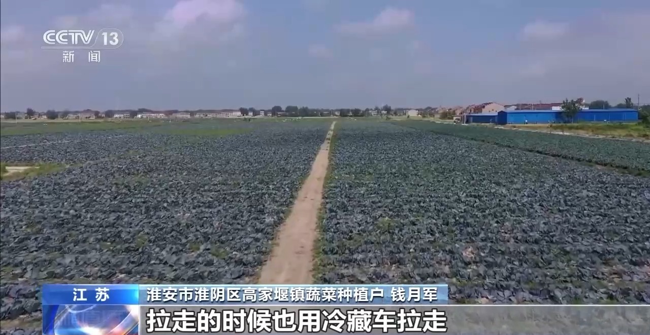 高温多雨致菜价上涨 各地多措保障蔬菜 “鲜”到餐桌