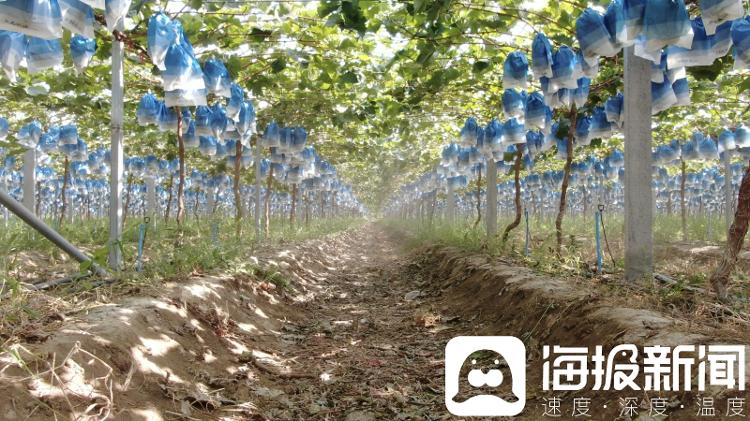 零售价3元/斤，价格跌了100倍！昔日“贵族水果”阳光玫瑰何以暴跌？