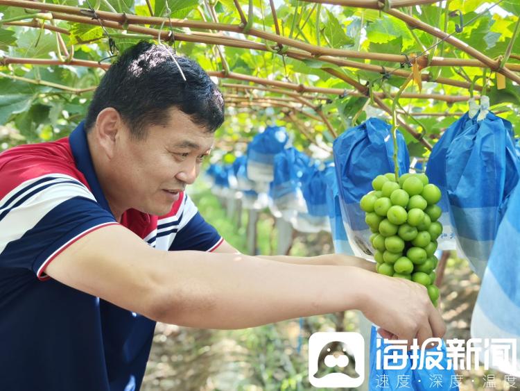 零售价3元/斤，价格跌了100倍！昔日“贵族水果”阳光玫瑰何以暴跌？