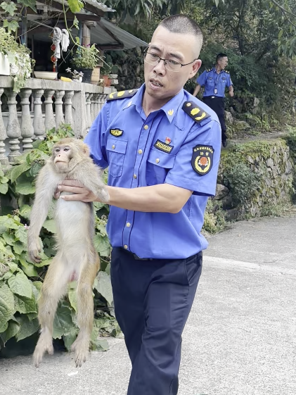 鸡圈当窝赶不走,断臂猴大闹临安农家乐,村民:半个月颗蛋无收