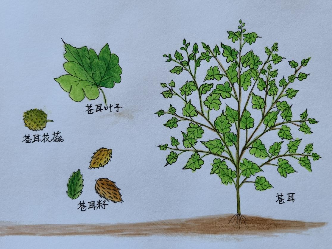 65岁重启人生!秀英奶奶的“自然笔记”太治愈了