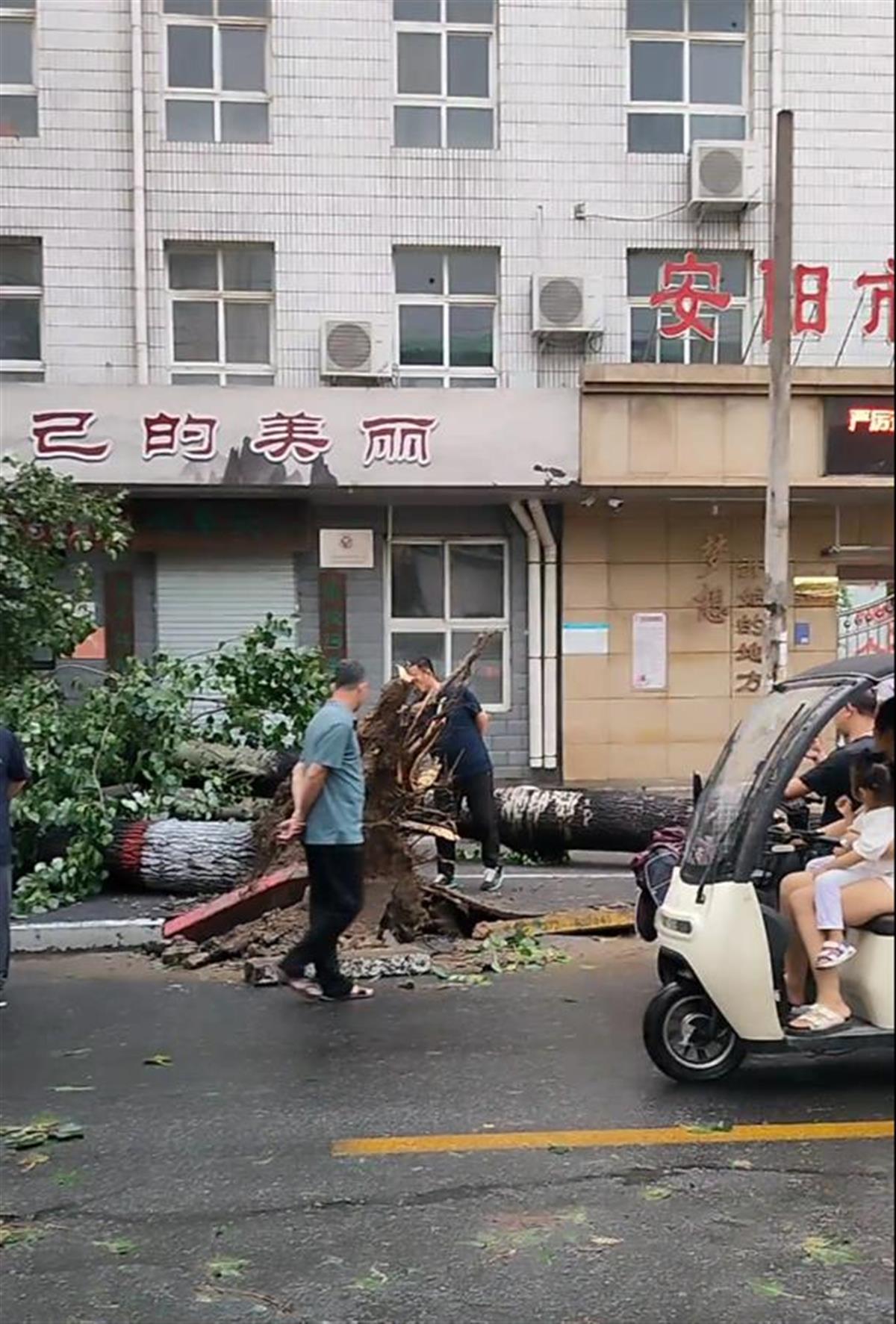 河南安阳遭遇雷暴大风天气，地标性雕塑“银杏仙子”被刮倒