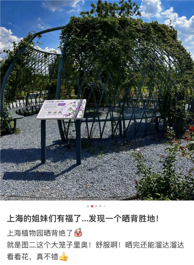 辣眼睛？“晒背族”占领上海各公园，园方成“三夹板”，医生提醒→
