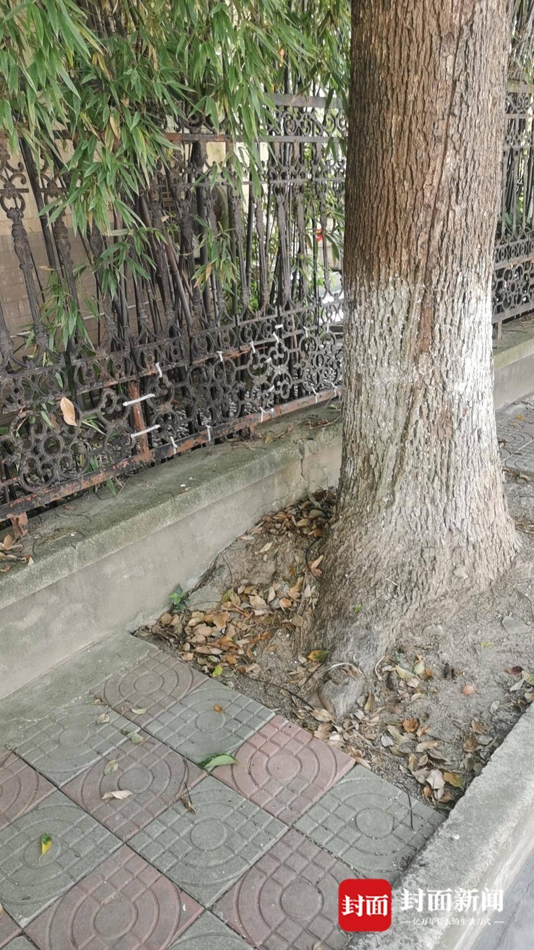 上海一业主砍伐院外树木被罚3万元：曾多方反映要求处理，已提行政诉讼