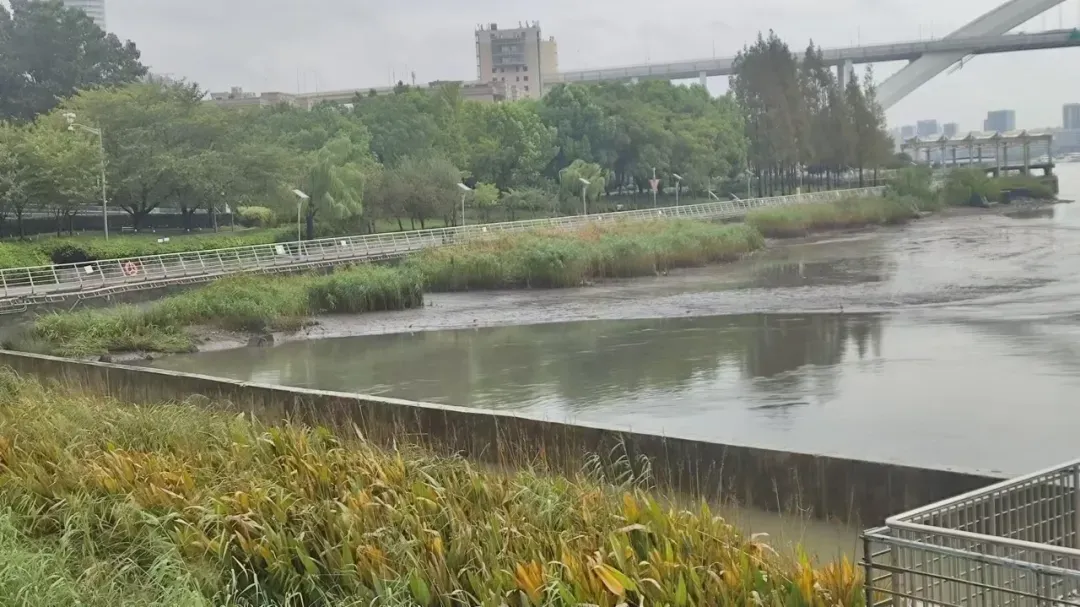 上海黄浦江的水漫出来了？不实 上海市防汛办回应：系补水围堰