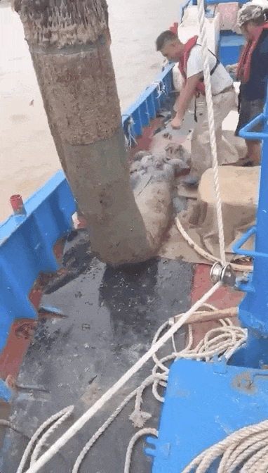 抓不完!浙江一发电厂遭海蜇“大规模入侵”,什么原因造成的?