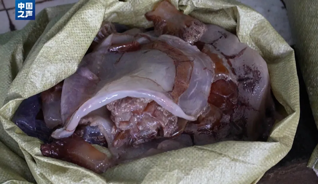 抓不完!浙江一发电厂遭海蜇“大规模入侵”,什么原因造成的?