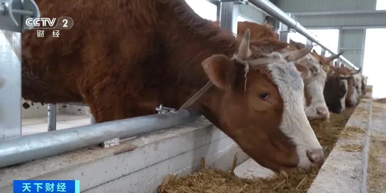 牛肉价格持续下降?官方回应