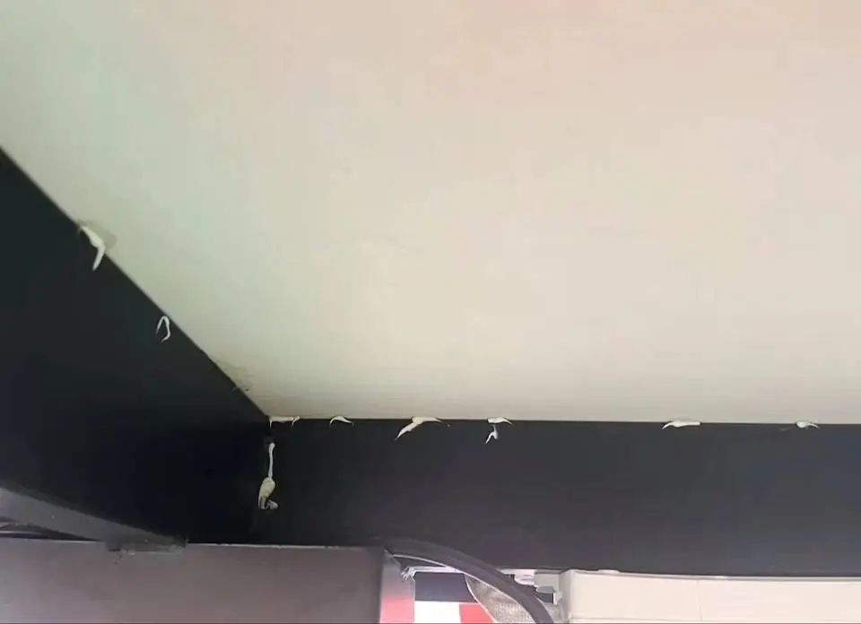 火锅店餐桌背面涂蟑螂药,2岁男童误食中毒吐绿水!心肌损害!多方回应