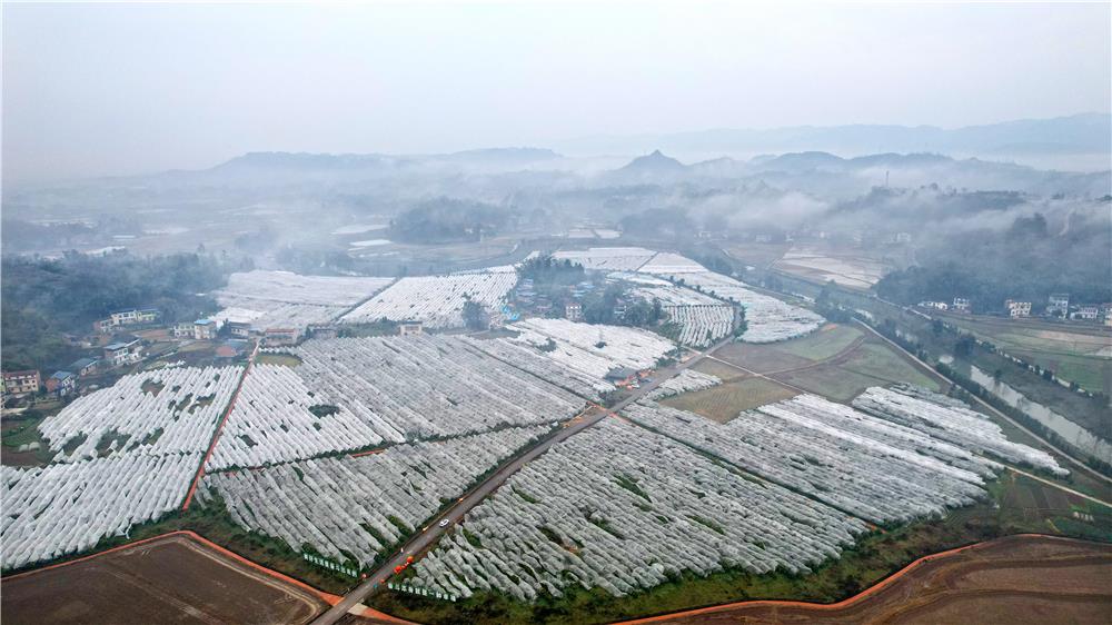 仁賢街道五一社區(qū)砂糖桔種植基地。