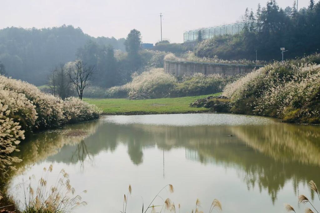 美心紅酒小鎮(zhèn)景區(qū)蘆葦蕩吸引不少游客前往。受訪者供圖