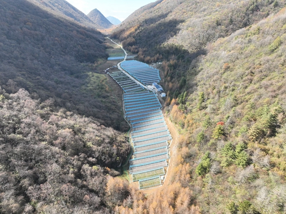 蘭英鄉(xiāng)西安村黃草坪太白貝母種植基地。巫溪縣融媒體中心供圖