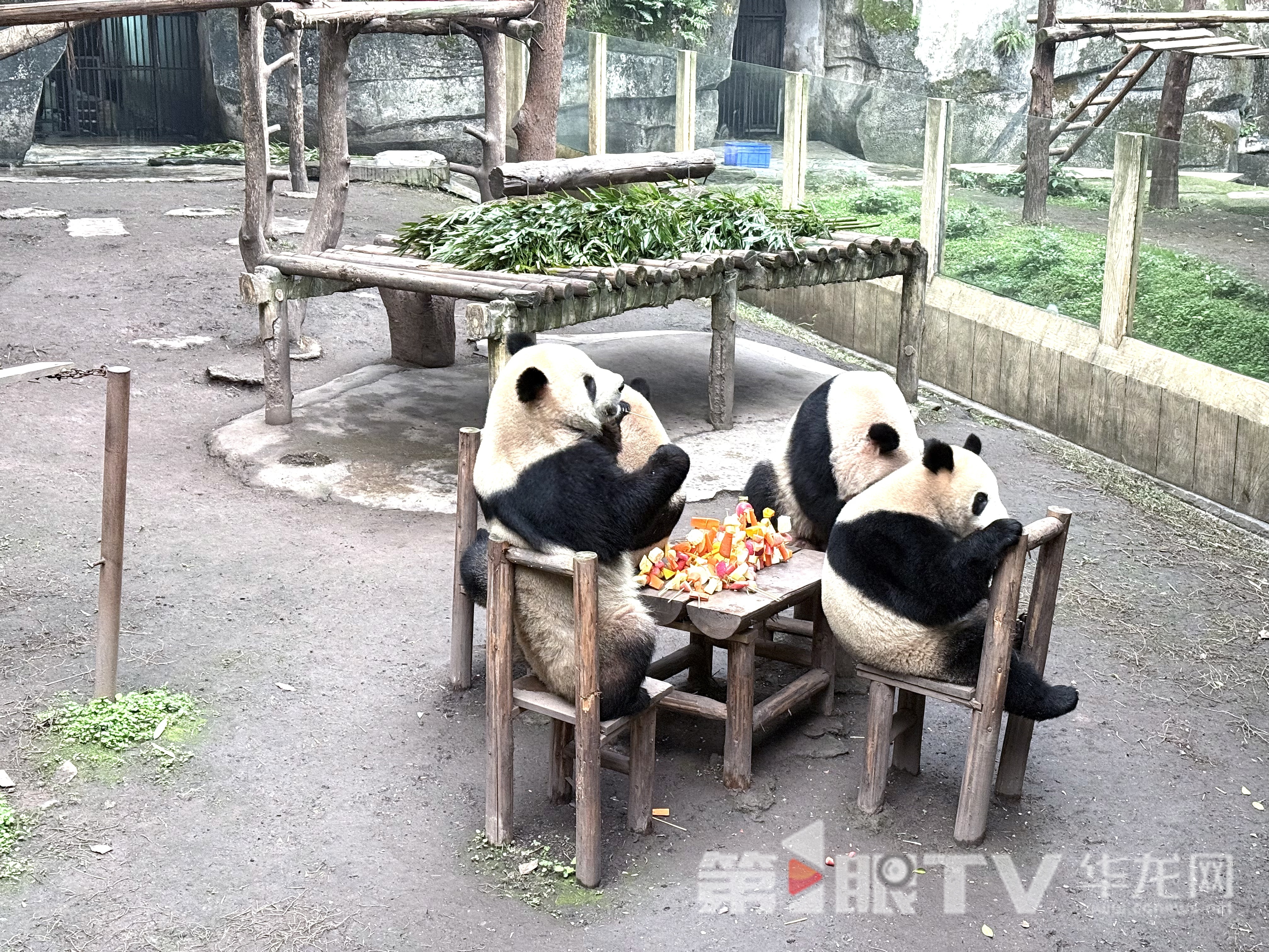 “四喜丸子”排排坐，享受飼養員為他們準備的團年飯。第1眼TV-華龍網記者 謝鵬飛 攝
