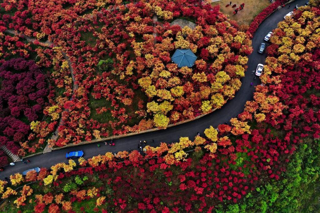 巴南區(qū)南湖多彩植物園。重慶市文化和旅游發(fā)展委員會(huì)供圖