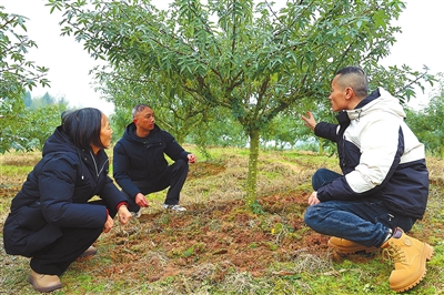 達(dá)州市升偉造林專業(yè)合作社的青花椒種植基地，梁平、達(dá)州兩地相關(guān)負(fù)責(zé)人在交流產(chǎn)業(yè)發(fā)展經(jīng)驗。記者 張曉慶 供圖