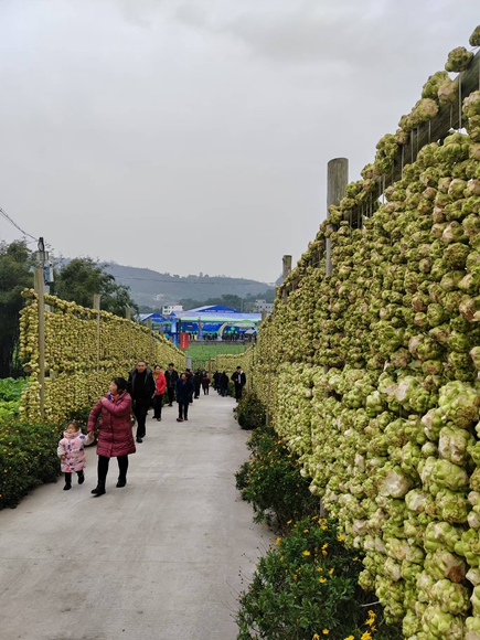 农旅融洽榨菜飘香。 张丁 摄