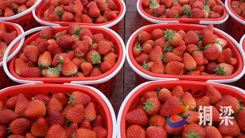 The vibrant, bright strawberries 