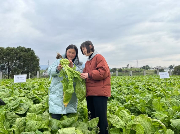 渝东南农科院专家查看青菜头生长情况。涪陵区委宣传部供图