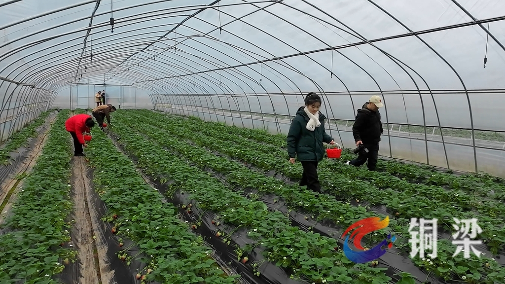 Visitors picking strawberries