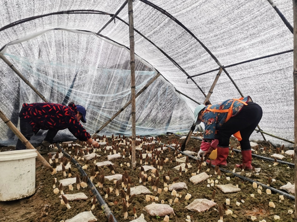 村民们忙碌地采摘着菌菇。通讯员 杨丽华 摄