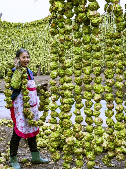 村民在石沱華民樂榨菜廠務(wù)工，晾曬風(fēng)脫水榨菜。涪陵區(qū)石沱鎮(zhèn)供圖