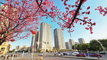 中央公园，朵朵红梅装点了城市的风景。许可 摄