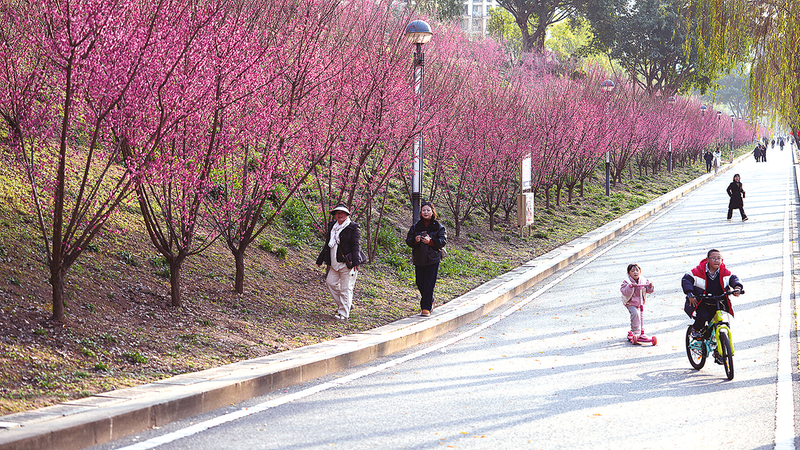 市民在汉丰湖国家湿地公园游玩赏花。记者 黄露 摄