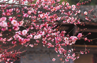 粉红的梅花缀满枝头，春意盎然。记者 熊伟 摄