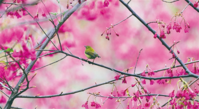 Birds singing and flowers in bloom