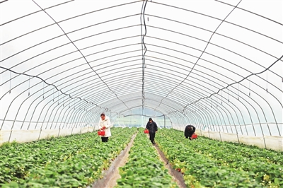 Visitors picking strawberries