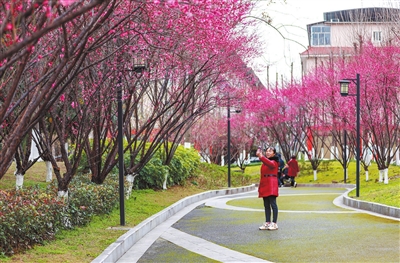 双桂街道正龙小区旁，红梅花开正艳，市民在拍照、赏花。记者 熊伟 摄