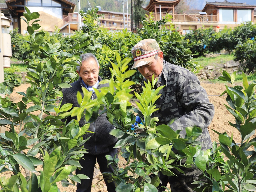毛相林與農技人員探討柑橘種植中遇到的問題。魯作炳攝