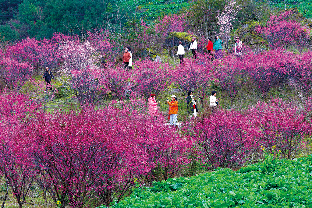 游客观赏梅花。