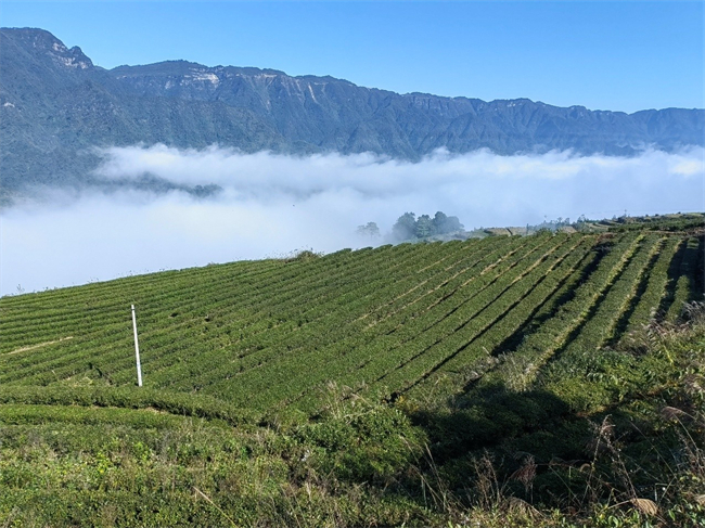 蒋家高山云雾茶基地。秀山县委组织部供图 第1眼TV-华龙网发