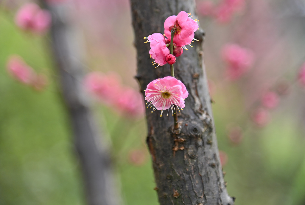 Red plum flowers burst into bloom on the branches