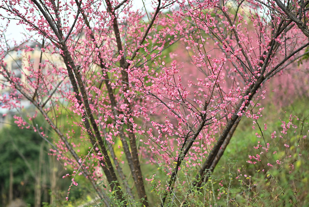 Vibrant red plum blossoms adorn every branch