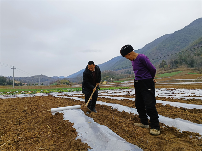 技術(shù)人員查看蔬菜長(zhǎng)勢(shì)。通訊員 王光平 攝