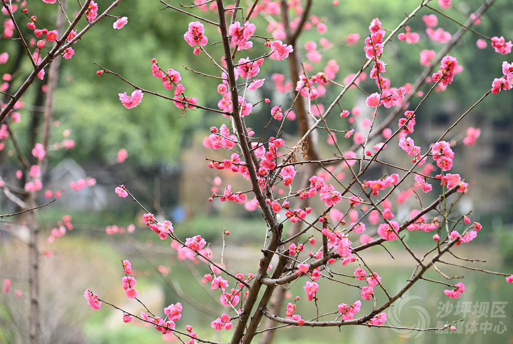 梅花绽放。